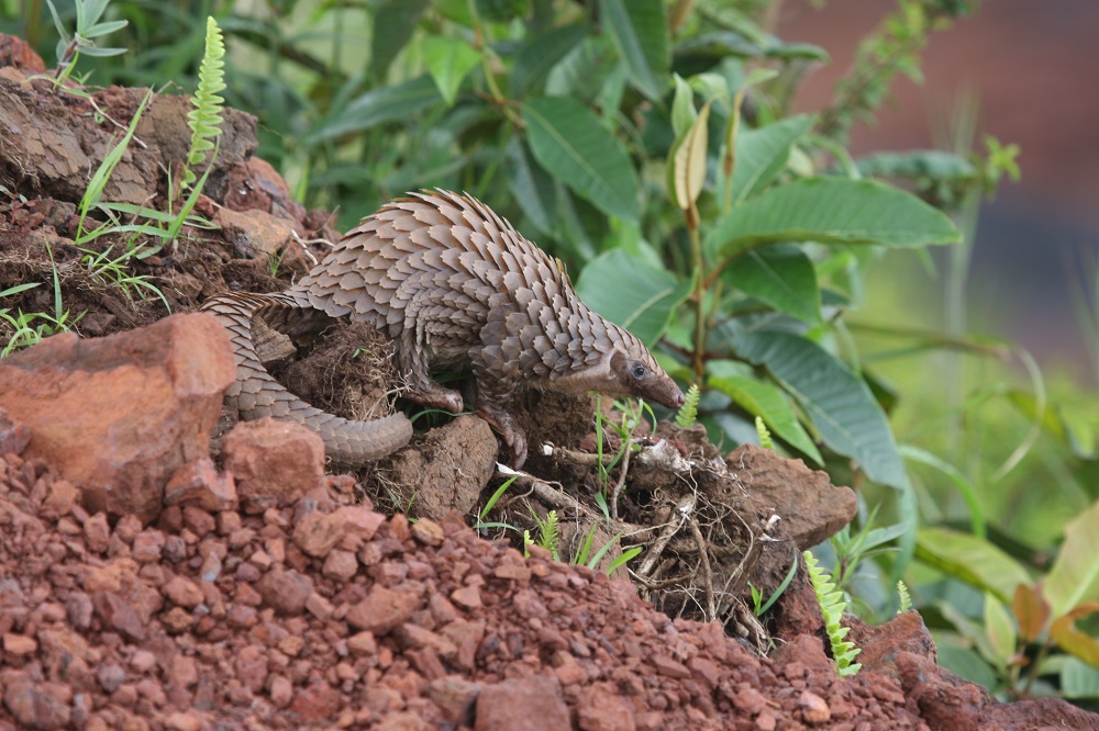 White-bellied pangolin (Phataginus tricuspis)