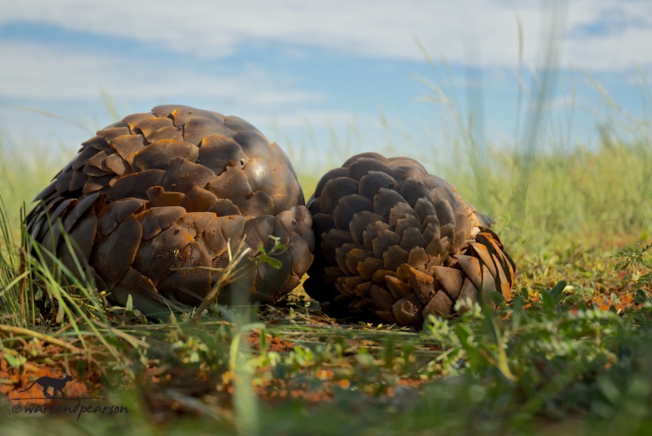 Temminck’s pangolin (Smutsia temminckii)