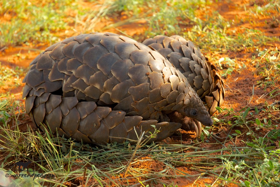 Temminck’s pangolin (Smutsia temminckii)