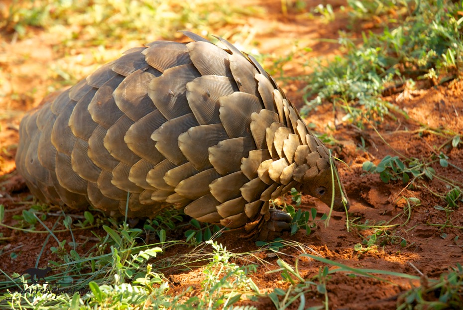 Temminck’s pangolin (Smutsia temminckii)