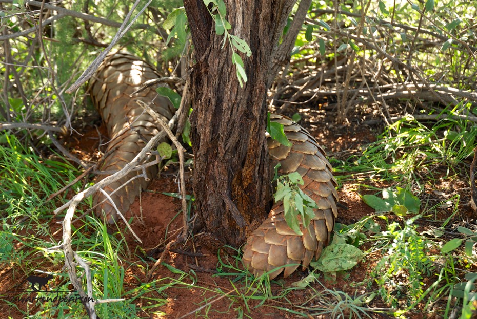 Temminck’s pangolin (Smutsia temminckii)