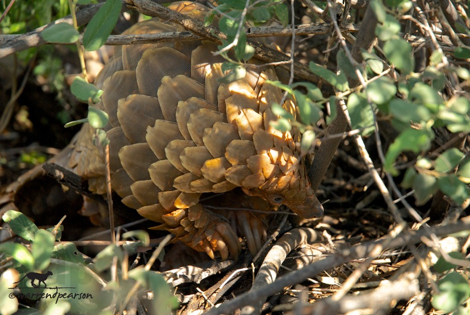 Temminck’s pangolin (Smutsia temminckii)