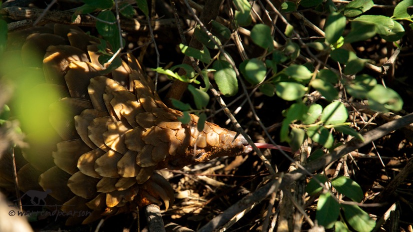 Temminck’s pangolin (Smutsia temminckii)