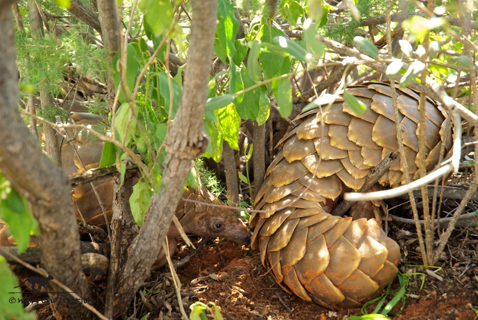 Temminck’s pangolin (Smutsia temminckii)