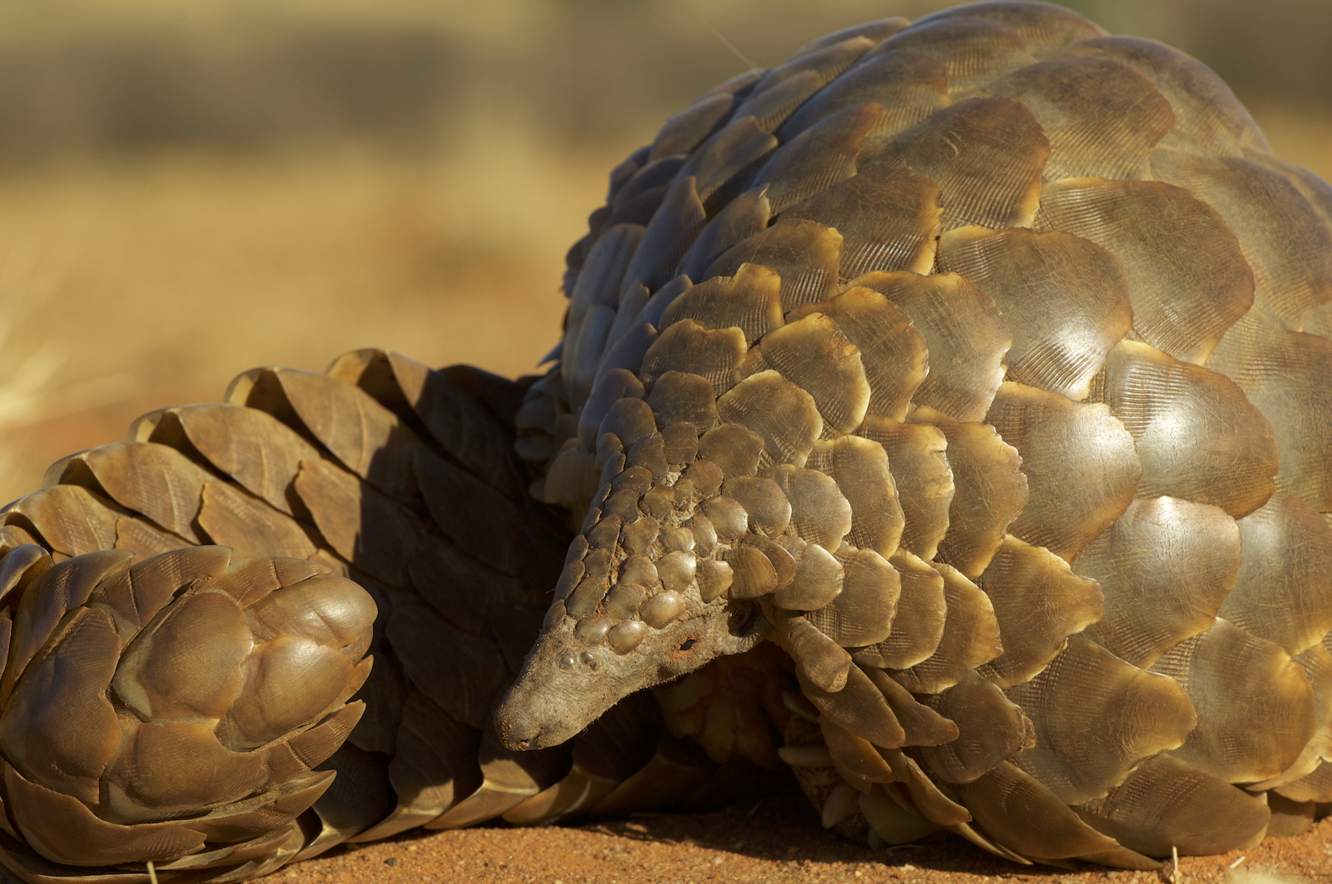 Temminck’s pangolin (Smutsia temminckii)