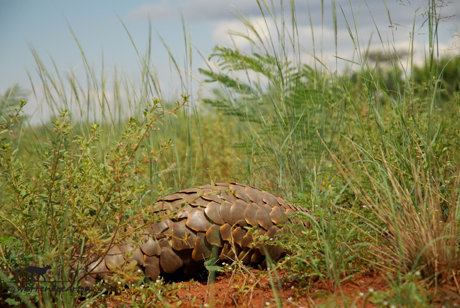 Temminck’s pangolin (Smutsia temminckii)