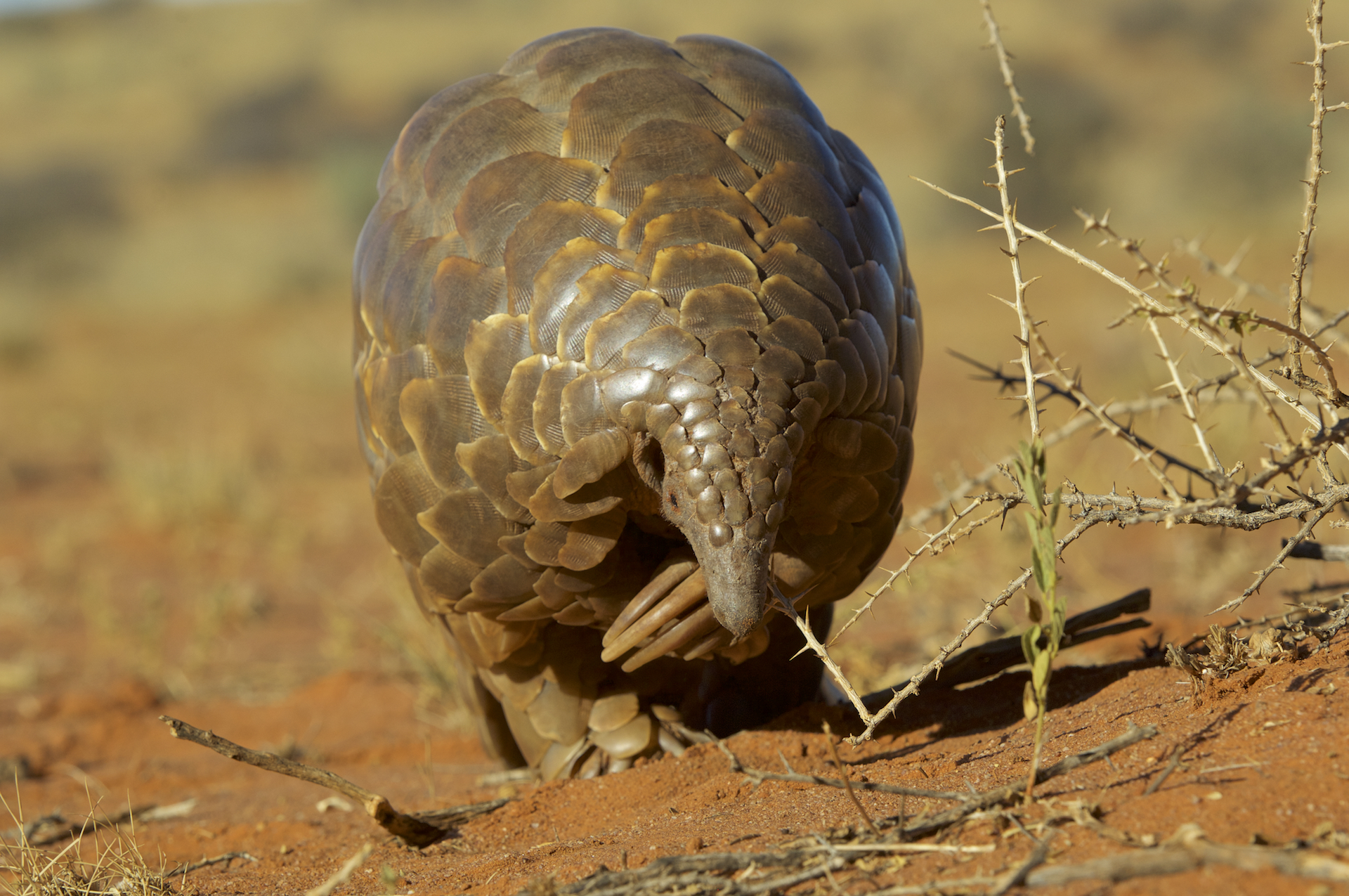 Temminck’s pangolin (Smutsia temminckii)