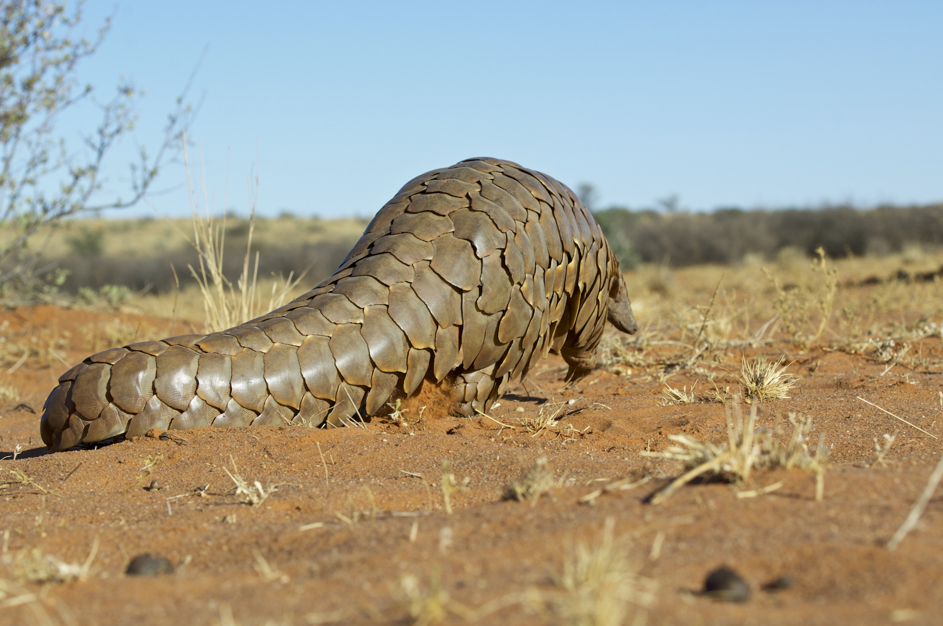 Temminck’s pangolin (Smutsia temminckii)