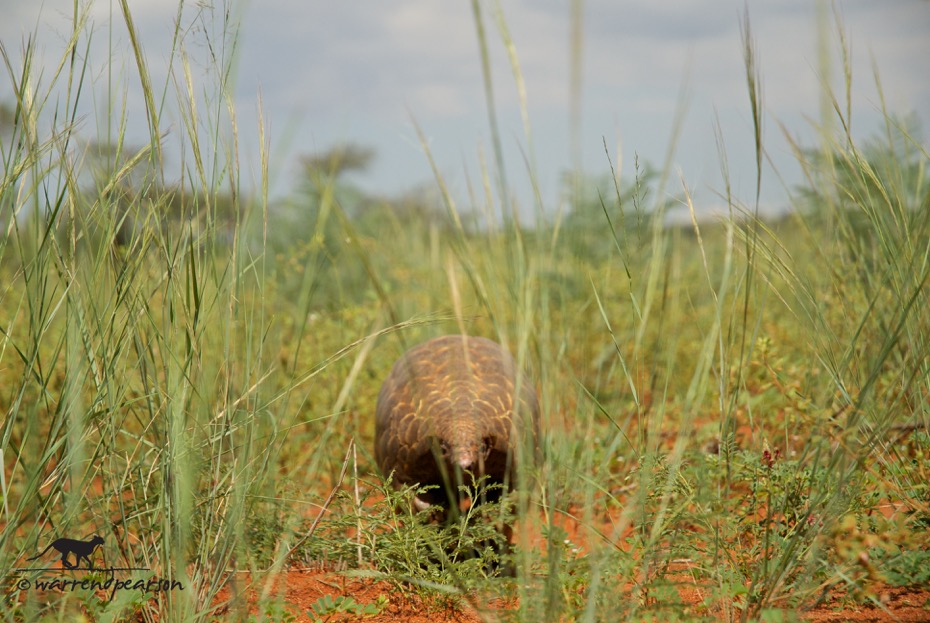 Temminck’s pangolin (Smutsia temminckii)