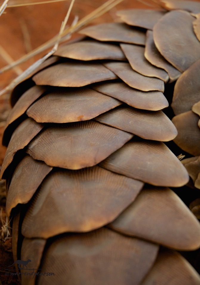 Temminck’s pangolin (Smutsia temminckii)