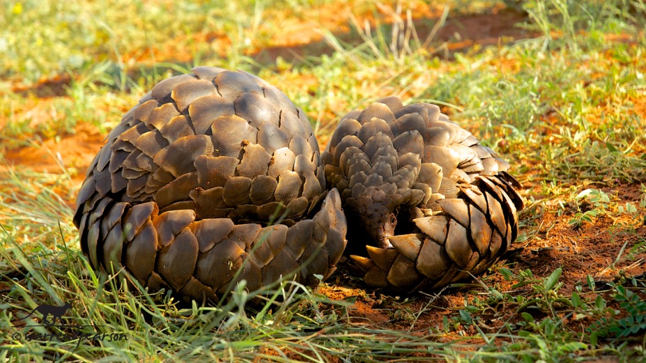 Temminck’s pangolin (Smutsia temminckii)