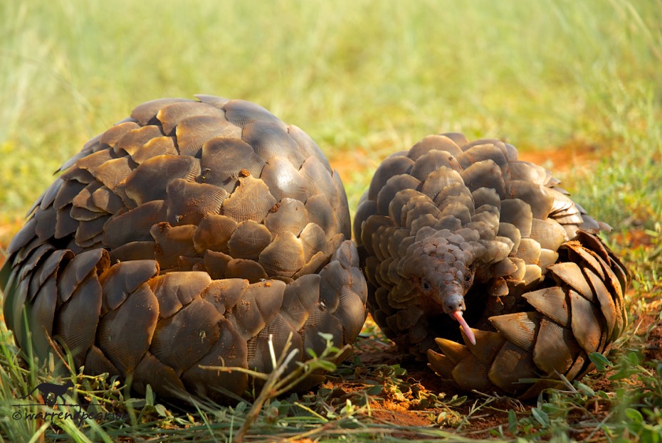 Temminck’s pangolin (Smutsia temminckii)