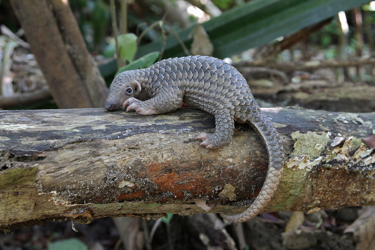 Sunda pangolin (Manis javanica)