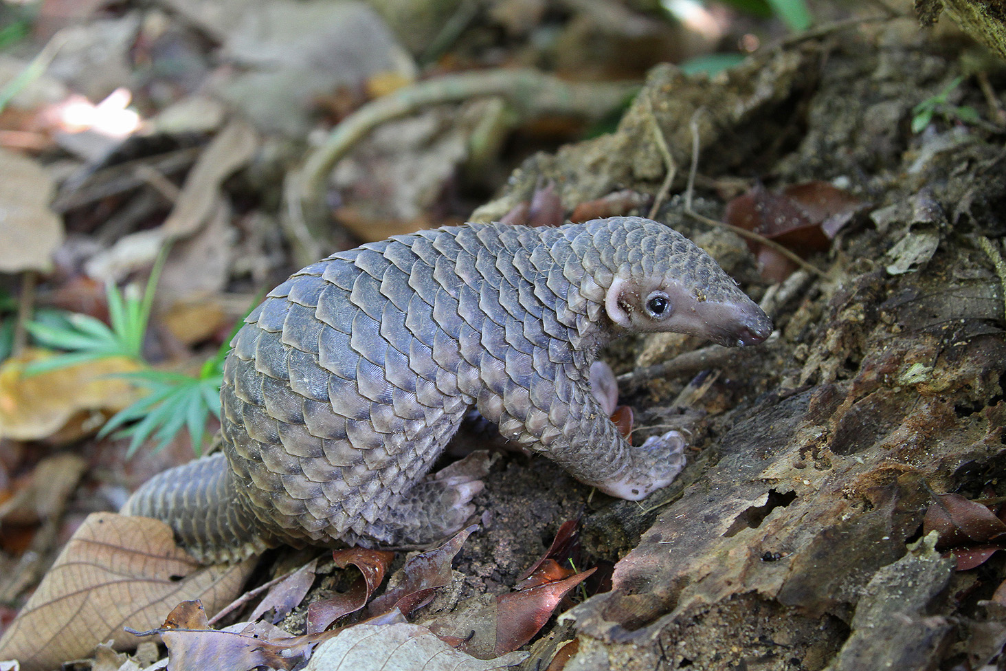 Sunda pangolin (Manis javanica)