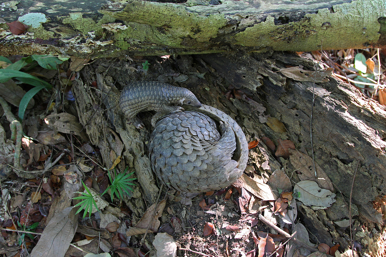 Sunda pangolin (Manis javanica)