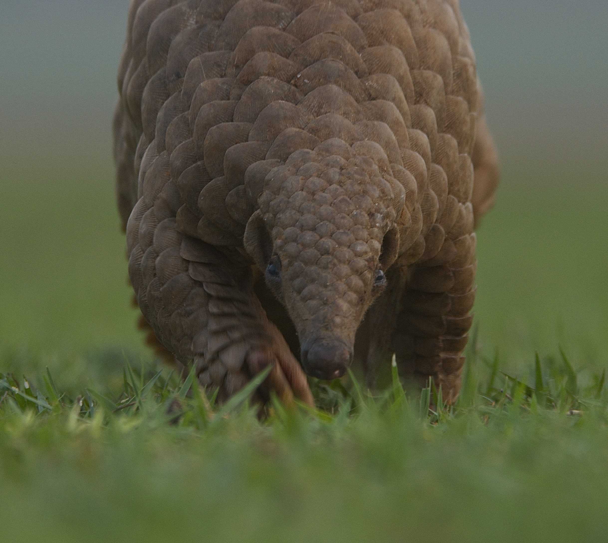 Indian pangolin (Manis crassicaudata)