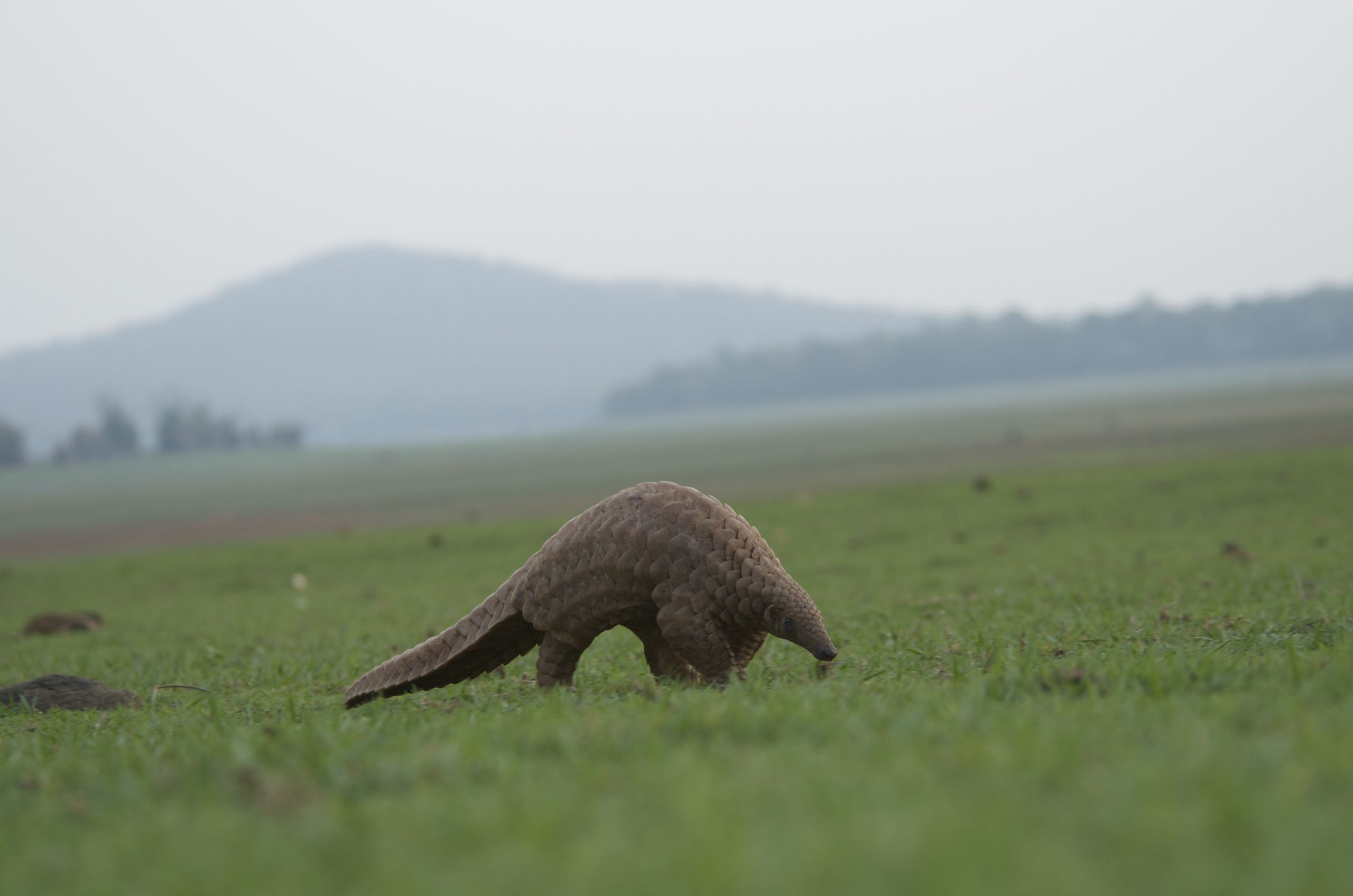 Indian pangolin (Manis crassicaudata)