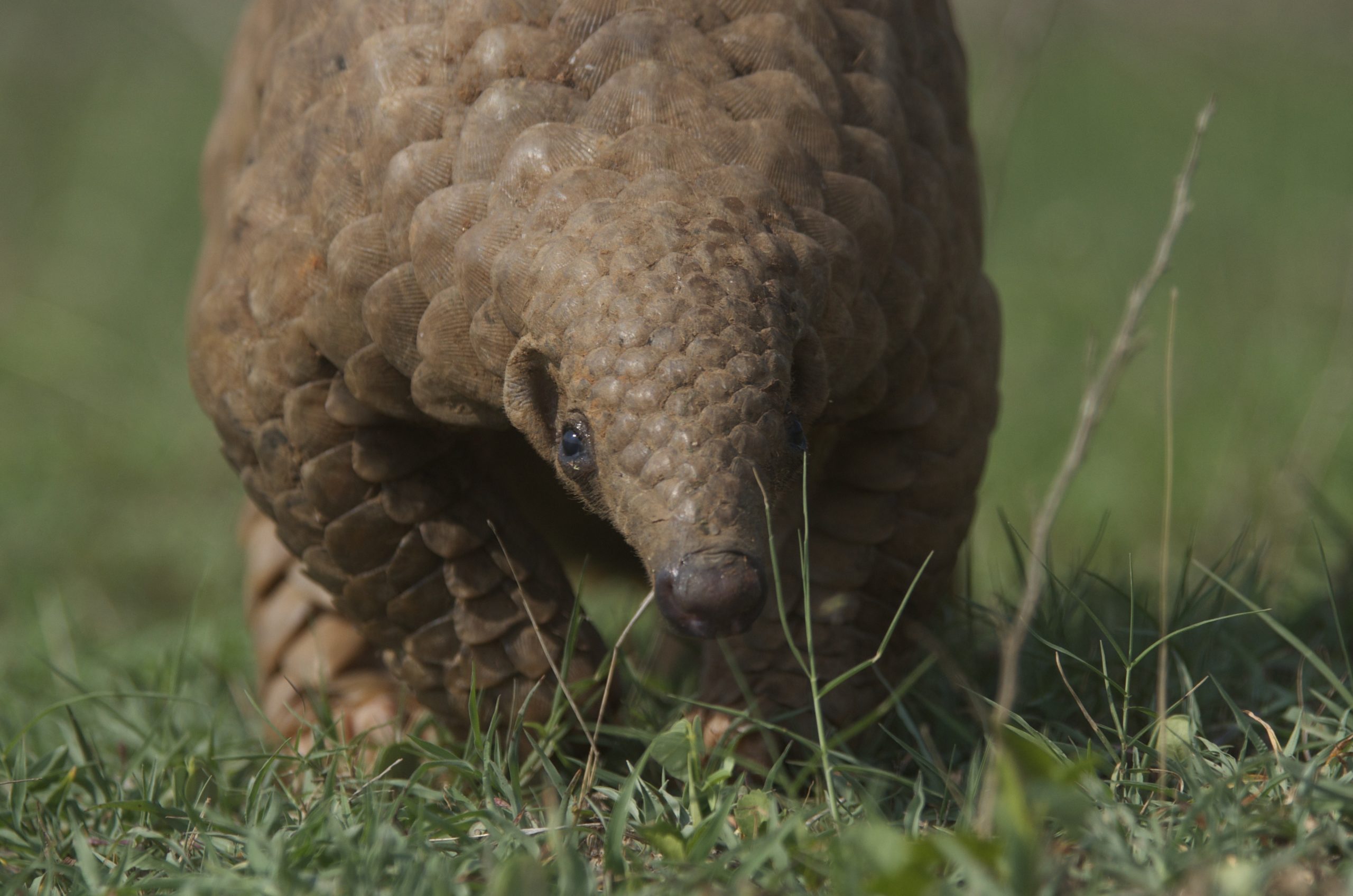 Indian pangolin (Manis crassicaudata)