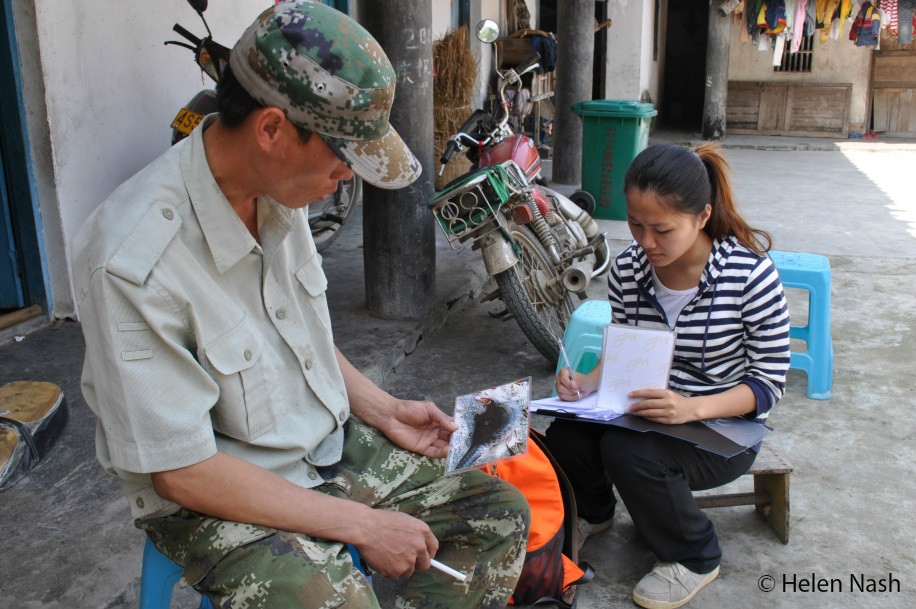 Using local ecological knowledge to determine status of pangolins in Hainan