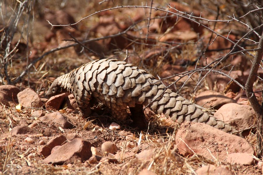 On Scaling Up Pangolin Conservation