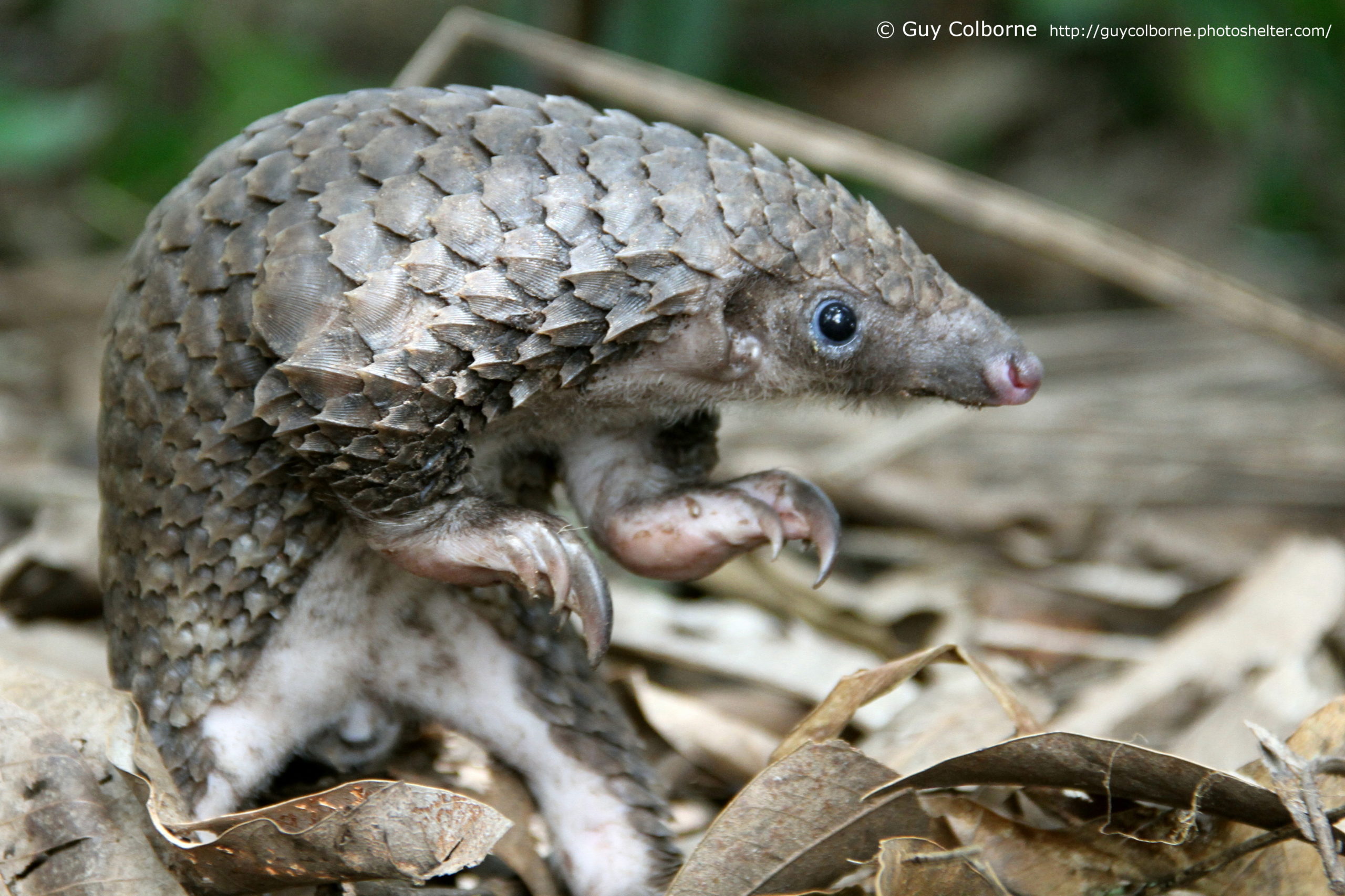 The complete family tree of extant pangolins provides suitable genetic markers for tracking the world’s most trafficked mammals