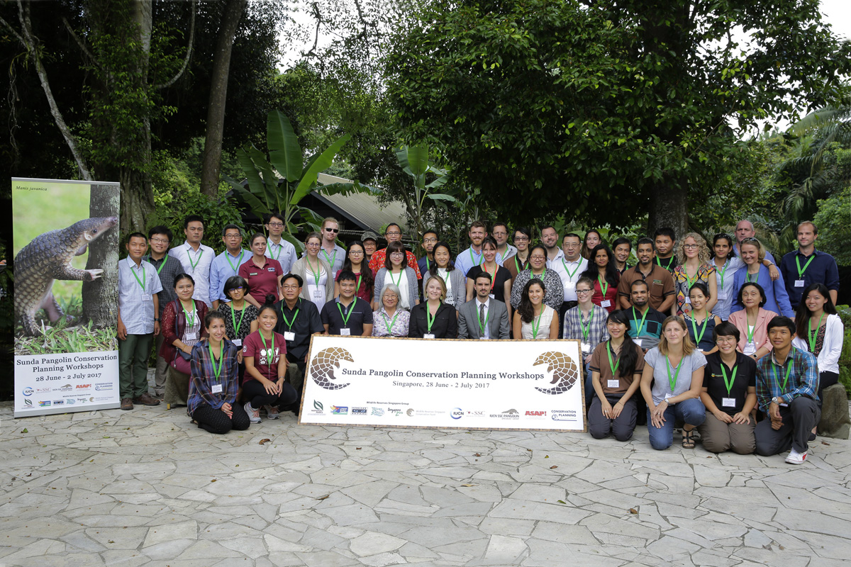 Experts Make First Ever Regional Conservation Strategy for Sunda Pangolin