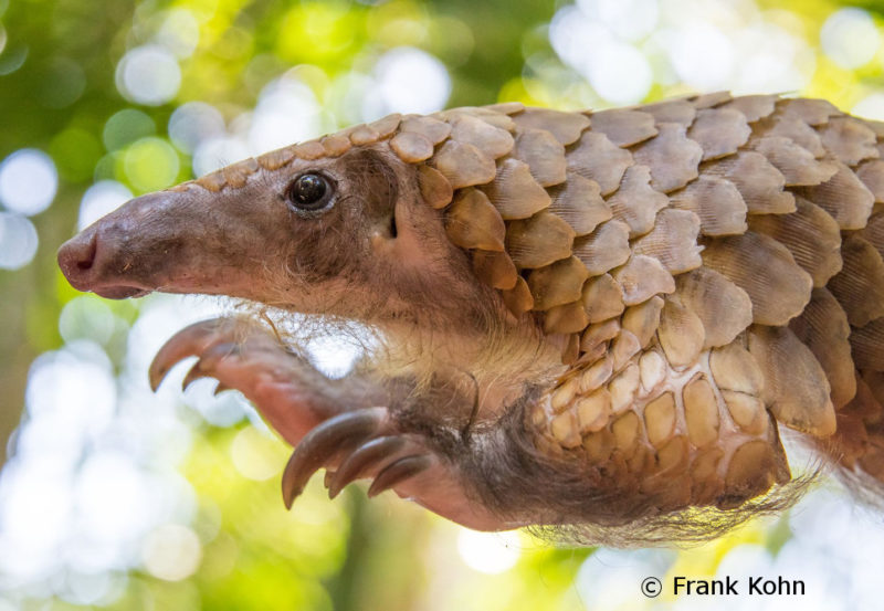 A Voice for Central Africa’s Pangolins