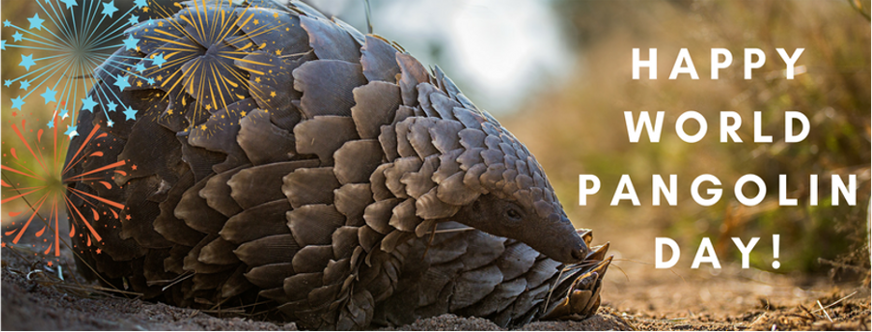 World Pangolin Day Highlights!