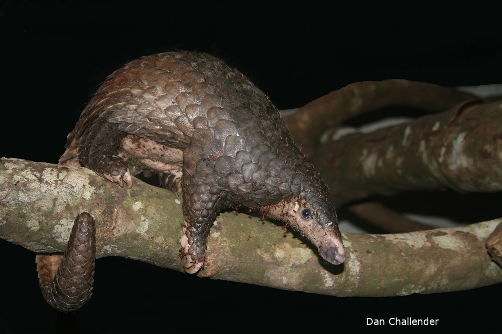 Scaling Up Pangolin Conservation Like Never Before