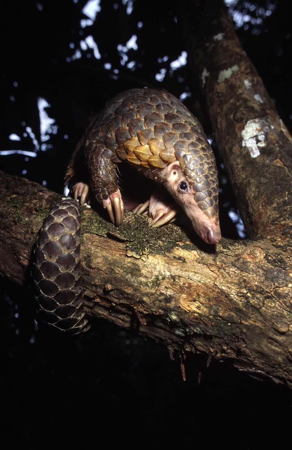 Sunda pangolin (Manis javanica)