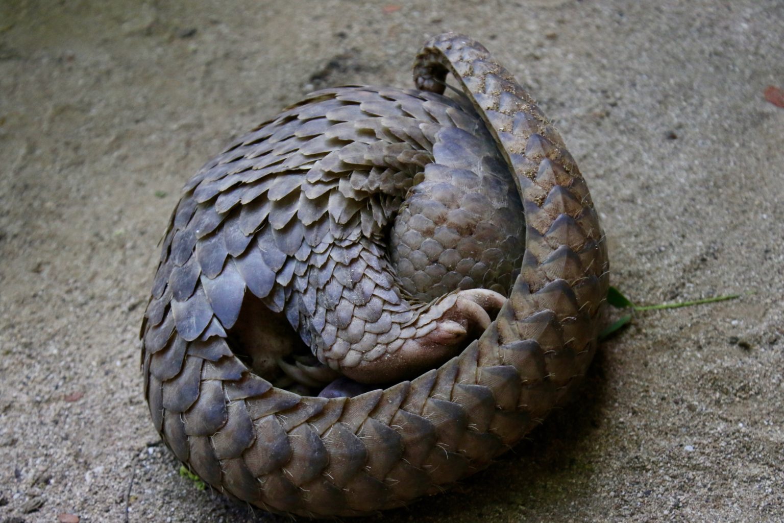 Philippine pangolin (Manis culionensis)