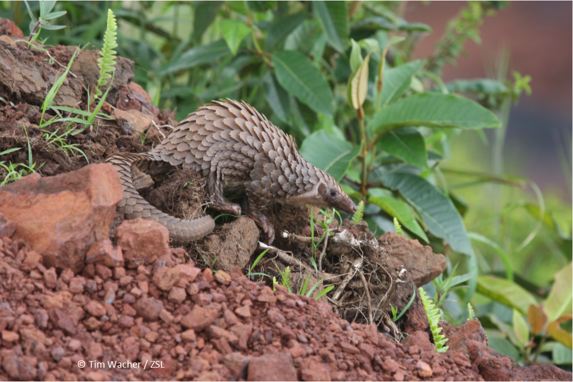 How many middle managers does it take to save a pangolin?