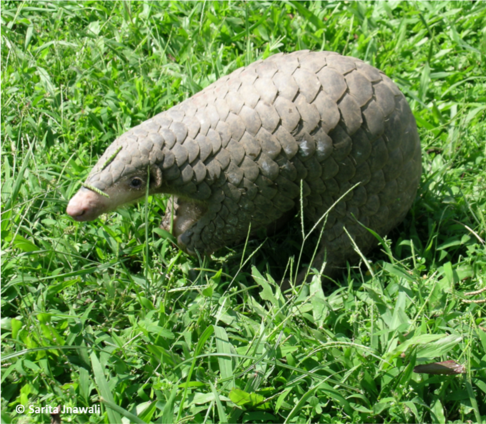 Historical data for conservation: reconstructing range changes of Chinese pangolin in eastern China (1970–2016)