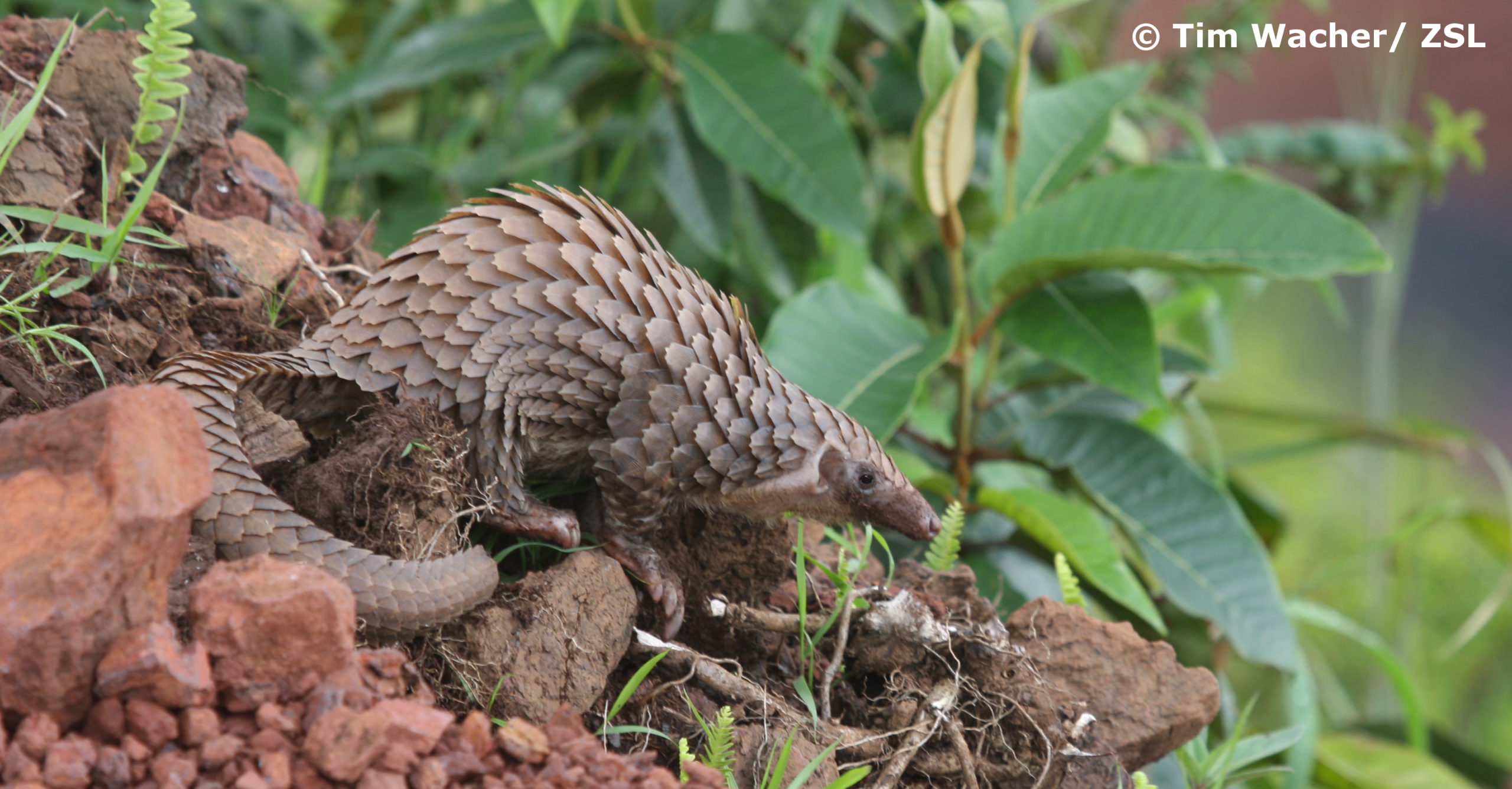 World Pangolin Day celebrations highlight pangolin conservation in a critical year and decade for biodiversity
