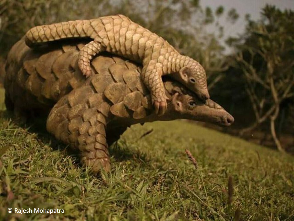 Challenges ahead but a bright future for pangolins