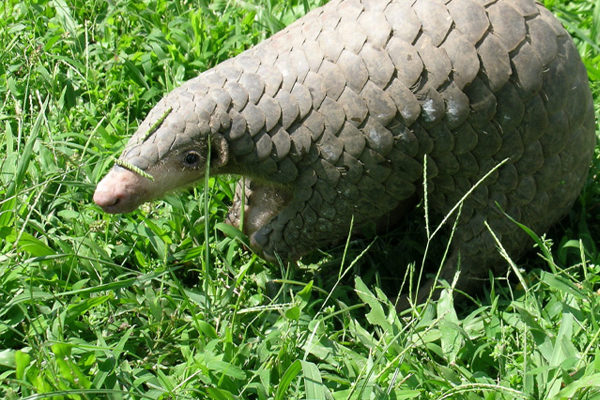 Chinese-pangolin