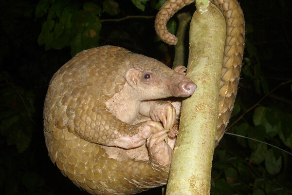 © Katala Foundation Inc.