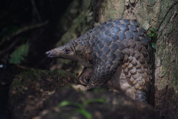© Thai National Parks