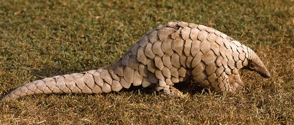 Image result for pangolin