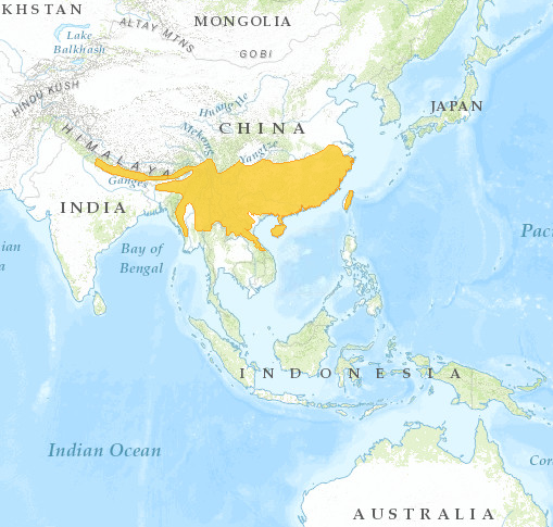 Chinesepangolin-Distribution