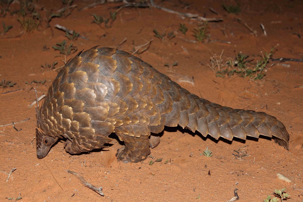 Temminck's pangolin - Pangolin Specialist Group