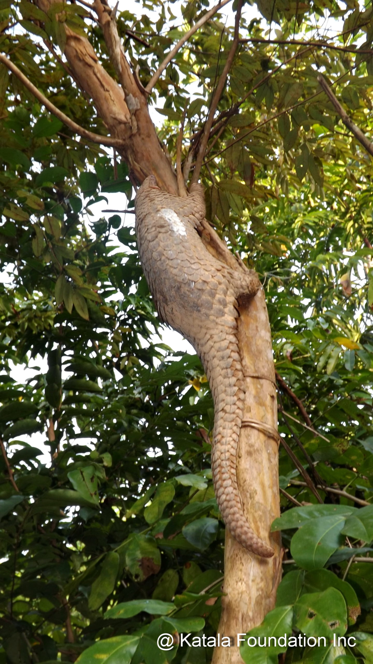 Philippine pangolin (Manis culionensis)
