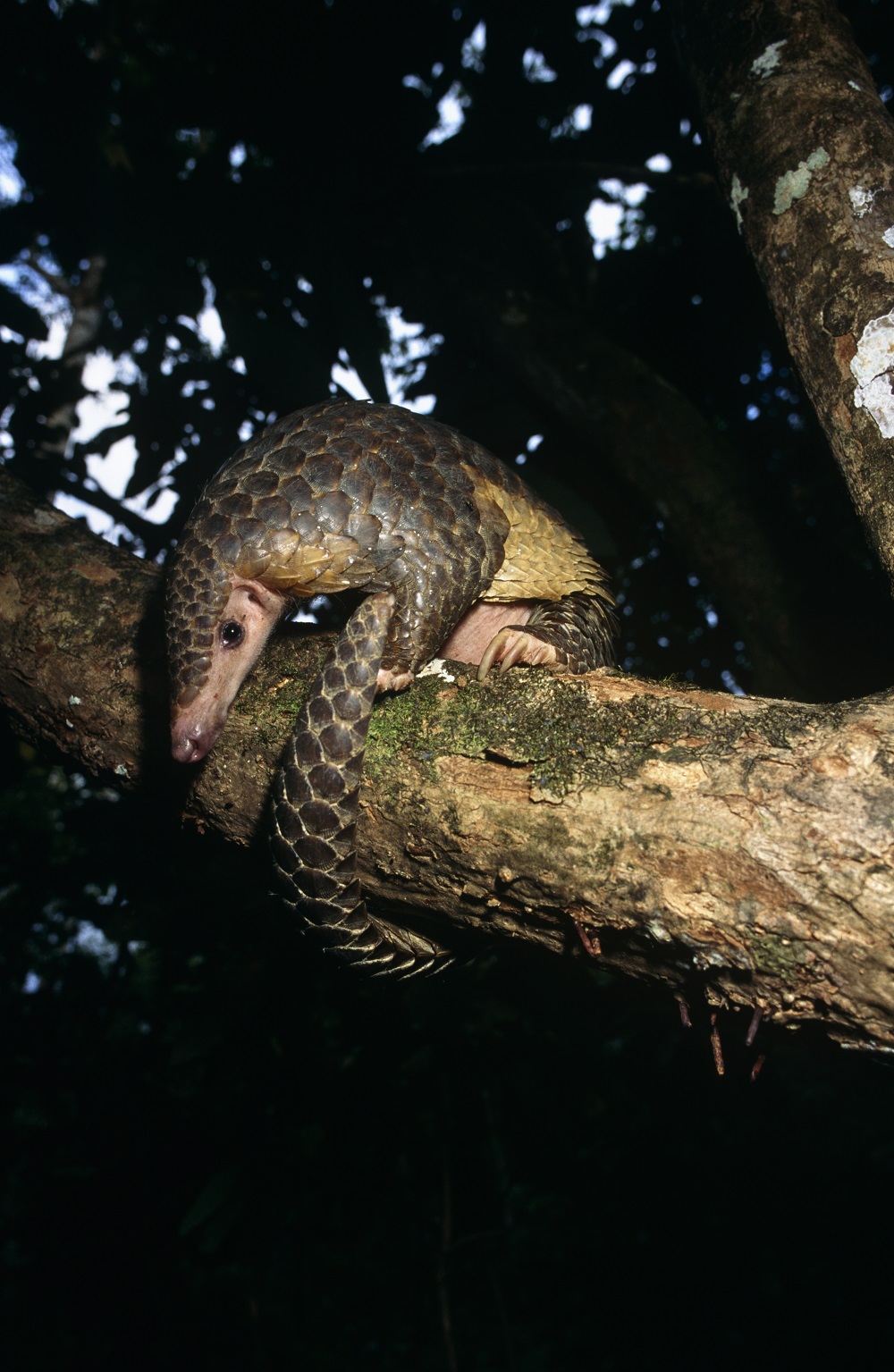 Sunda pangolin - Pangolin Specialist Group