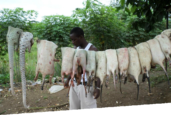 PangolinBushmeat