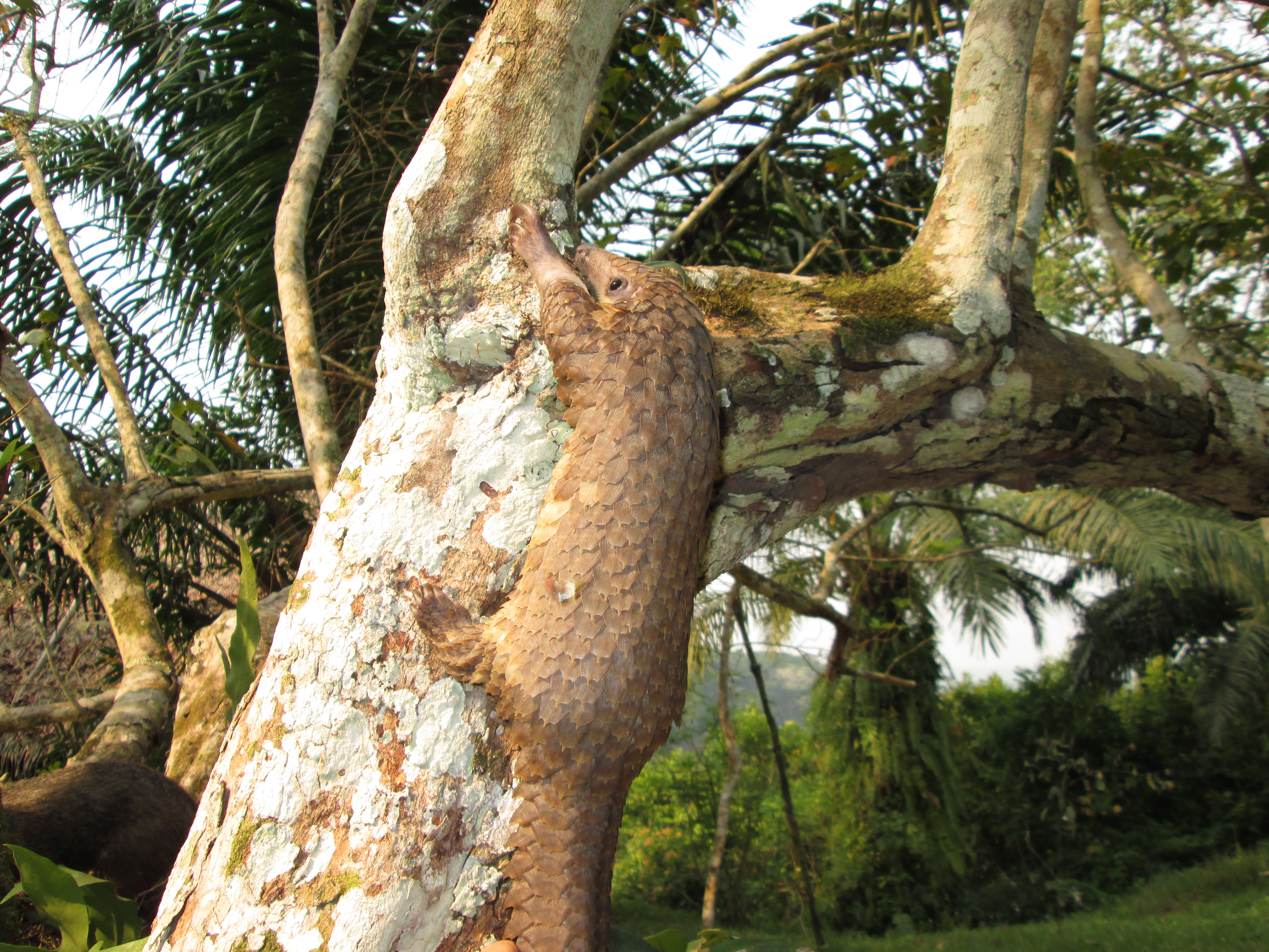 Photo Gallery - Pangolin Specialist Group