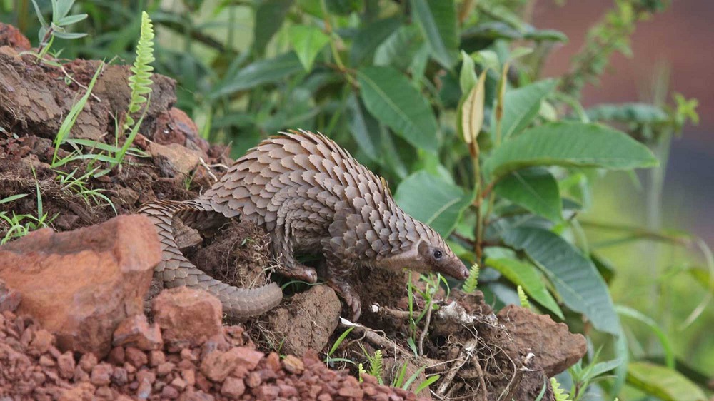 White-bellied pangolin (C) Tim Wacher/ZSL