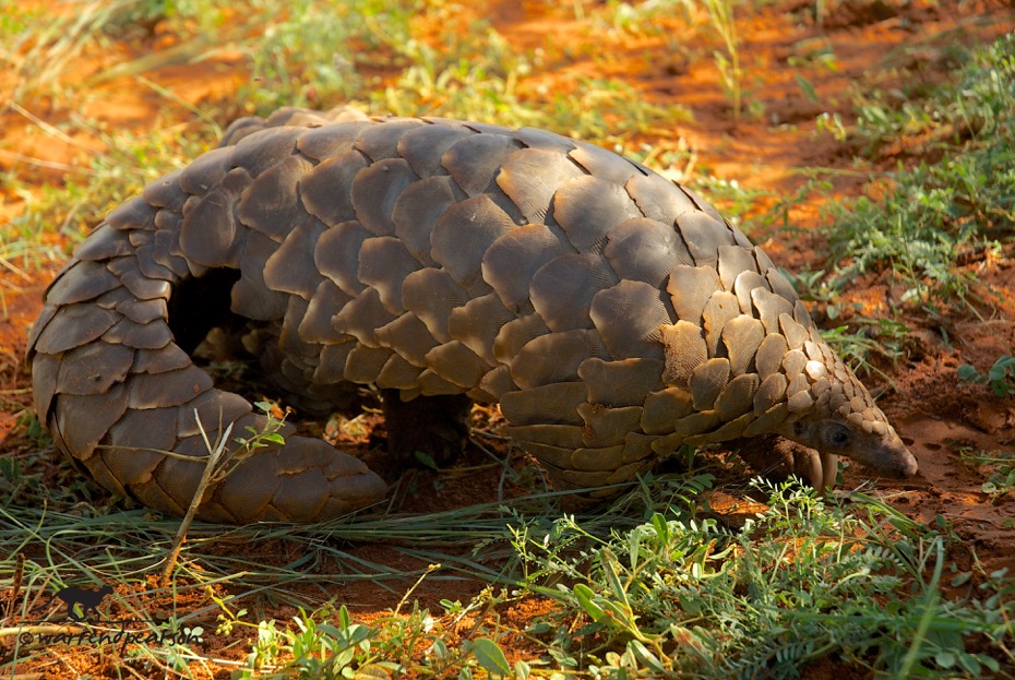 Temminck's pangolin - Pangolin Specialist Group