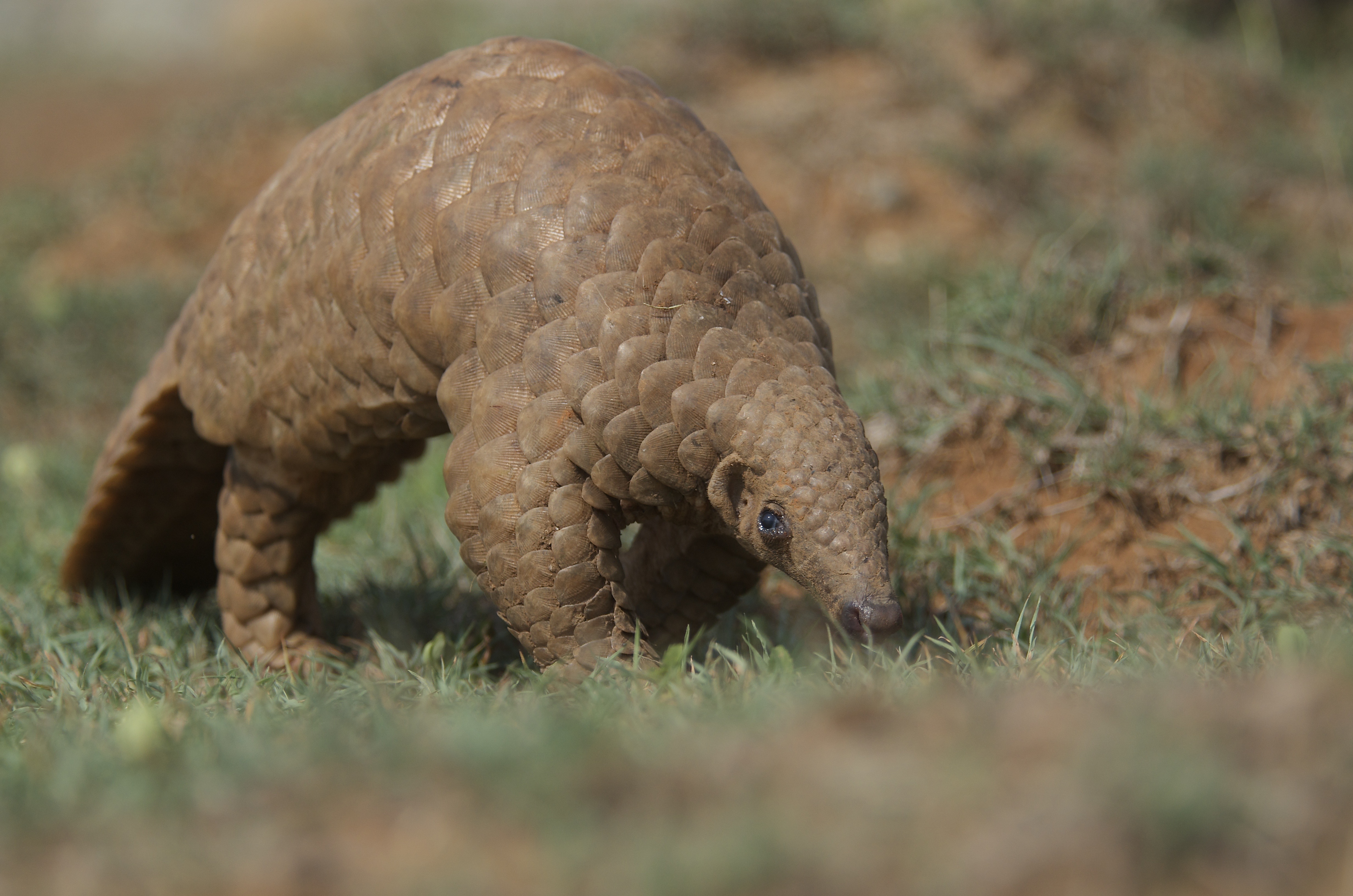 Indian pangolin - Pangolin Specialist Group