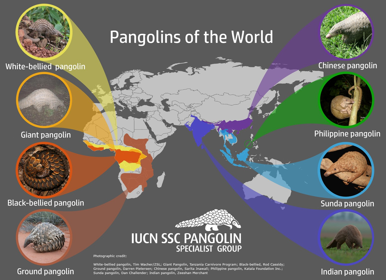Pangolins - Pangolin Specialist Group